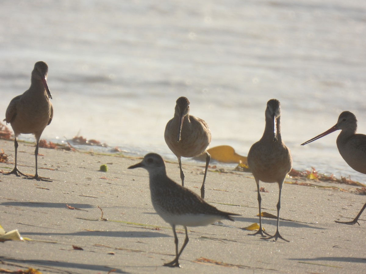 Marbled Godwit - ML643335355
