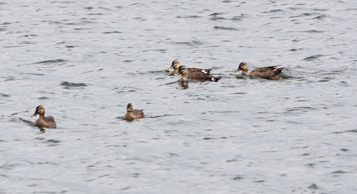 Eastern Spot-billed Duck - ML643335356