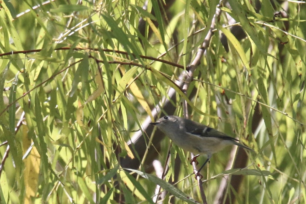 Ruby-crowned Kinglet - ML643335357