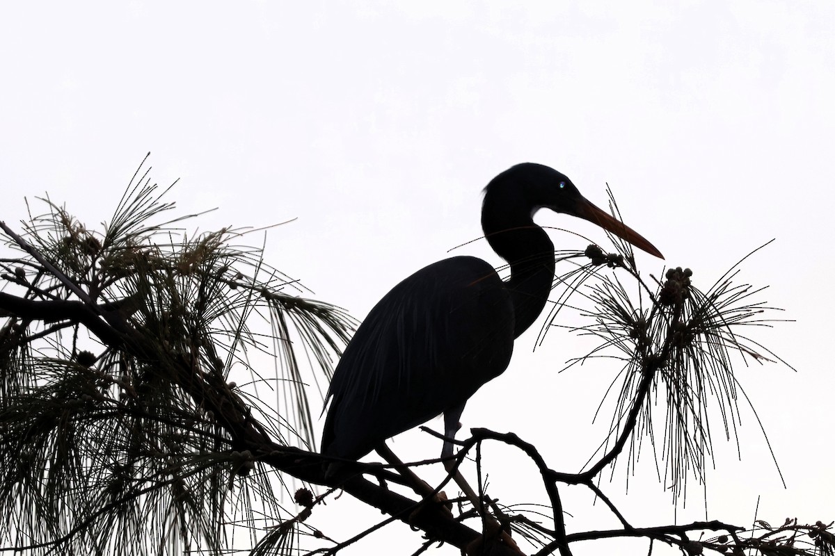 Pacific Reef-Heron - ML643335359