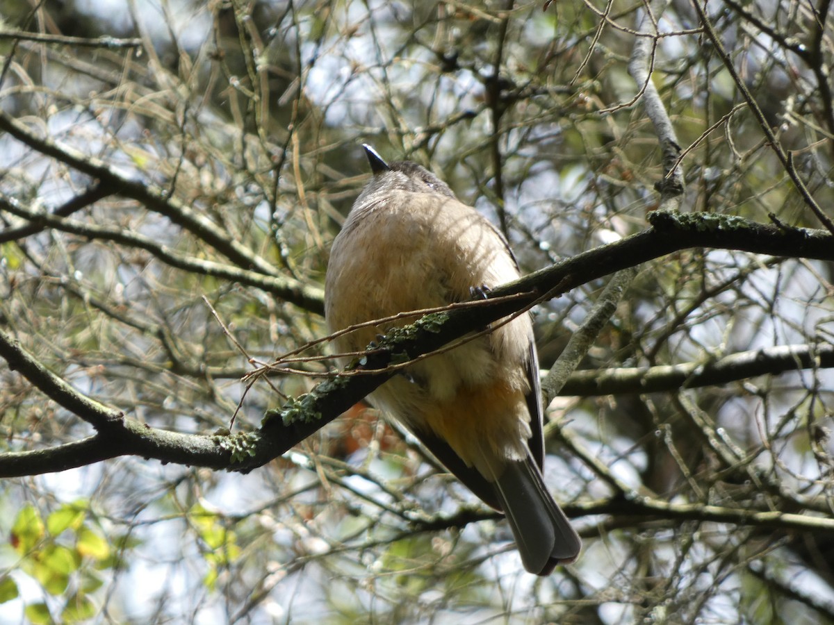 Golden Whistler - ML643335360