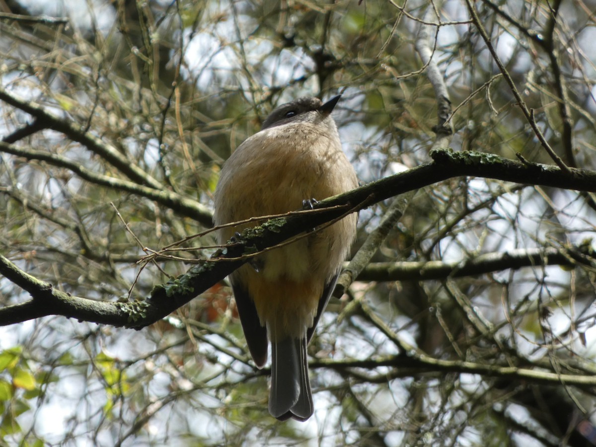 Golden Whistler - ML643335361