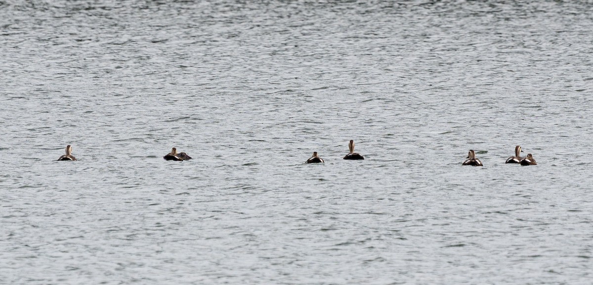 Eastern Spot-billed Duck - ML643335362