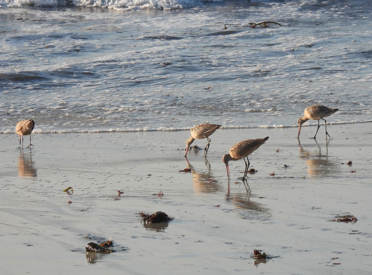 Marbled Godwit - ML643335365