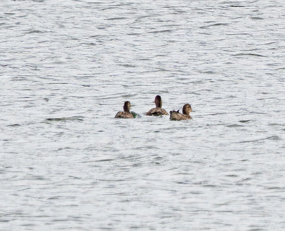 Green-winged Teal (Eurasian) - ML643335366