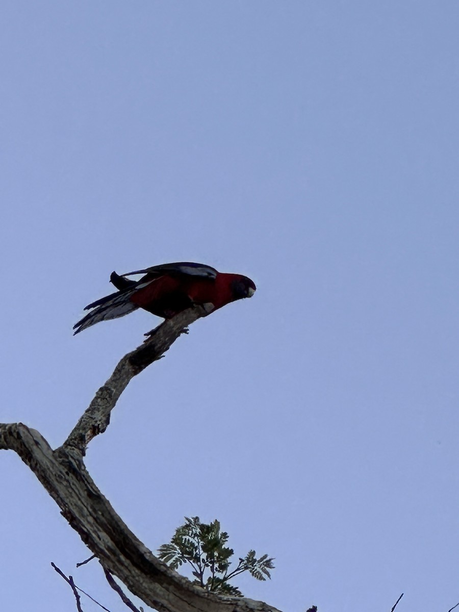 Rosella cremisi - ML643335375