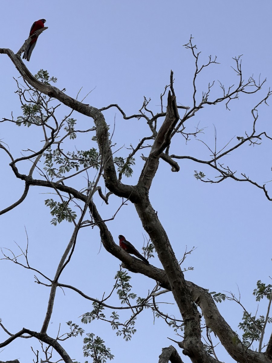 Rosella cremisi - ML643335376