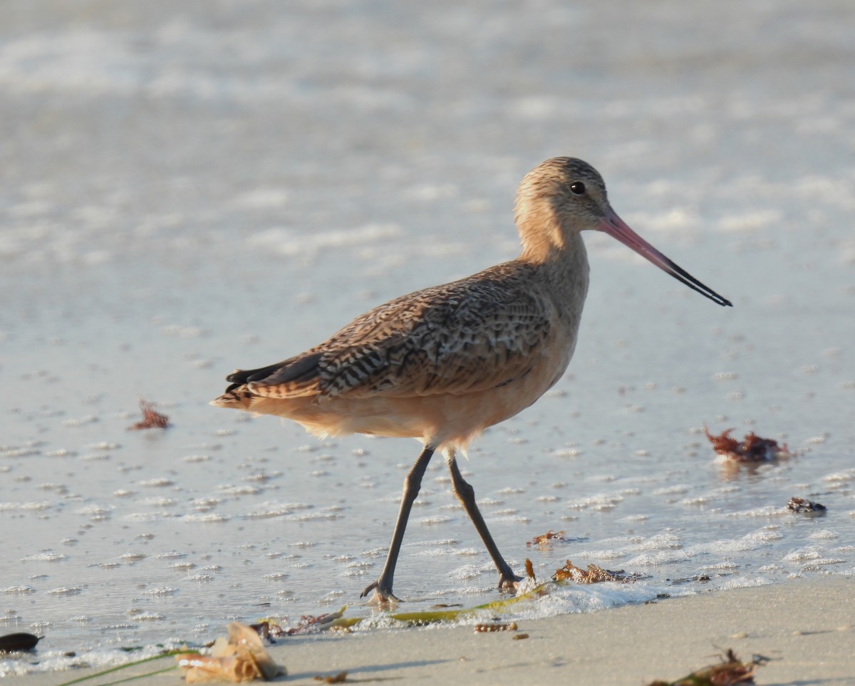 Marbled Godwit - ML643335378