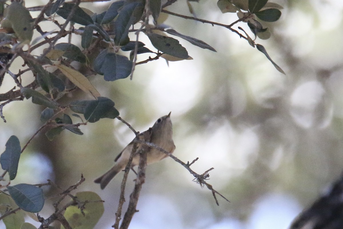 Ruby-crowned Kinglet - ML643335379