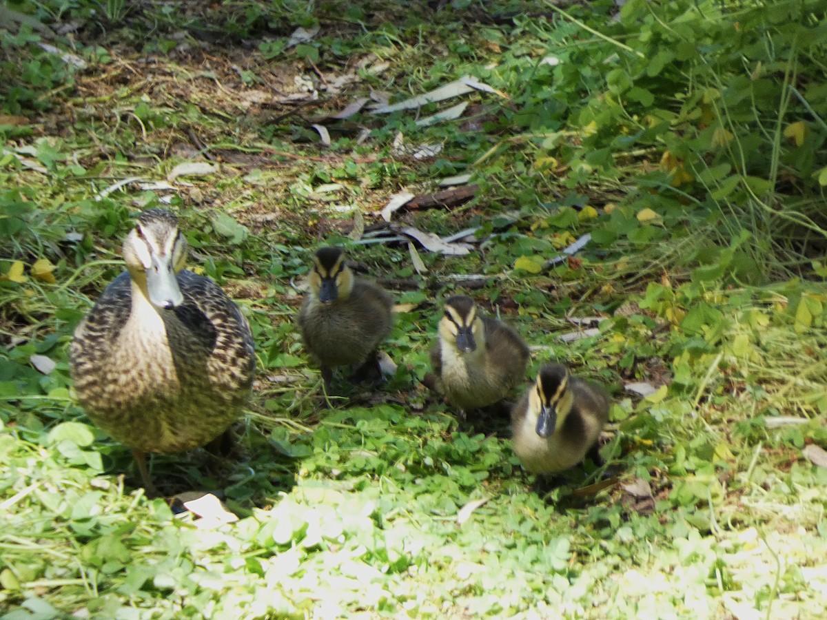 Pacific Black Duck - ML643335380