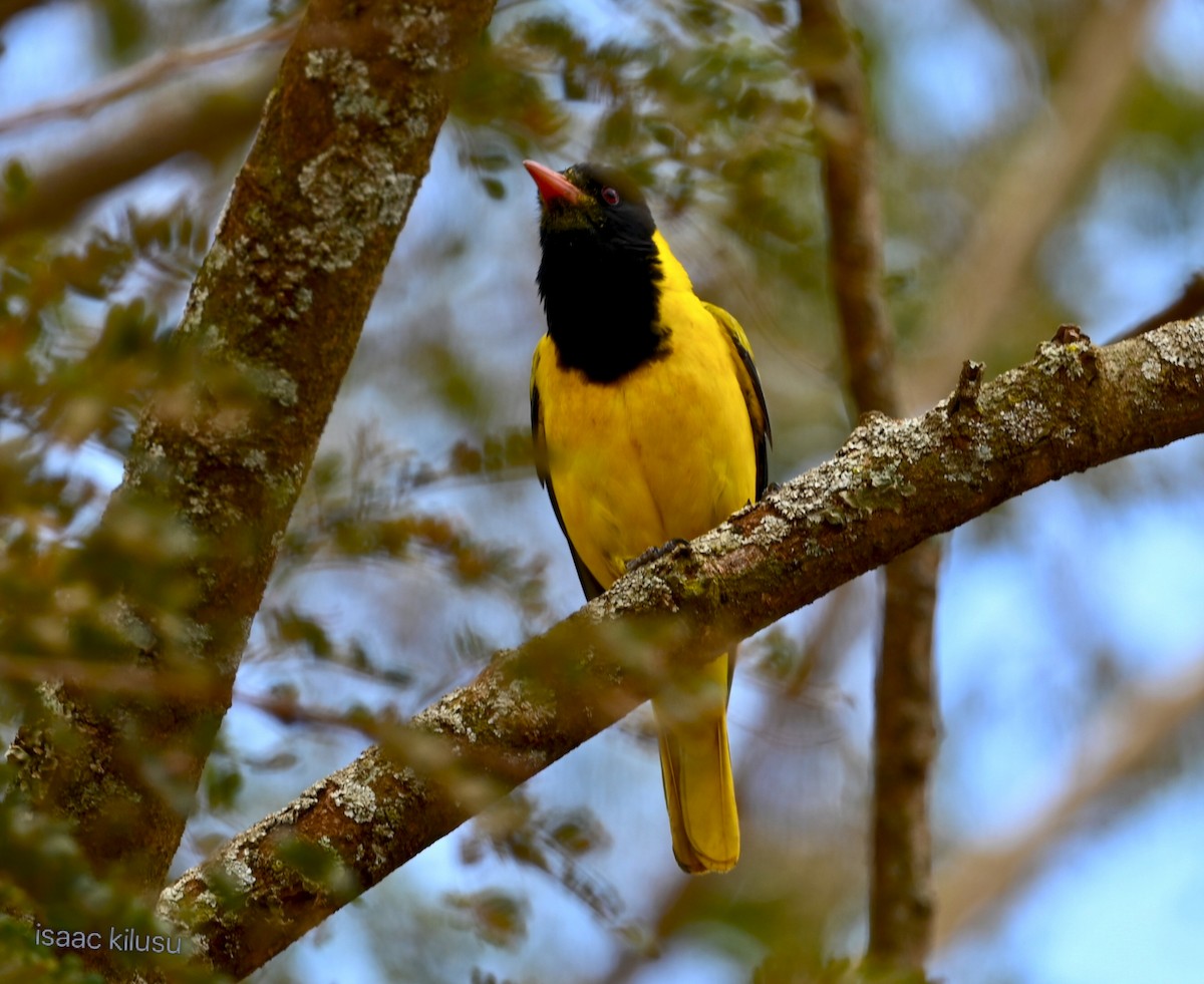 African Black-headed Oriole - ML643335381