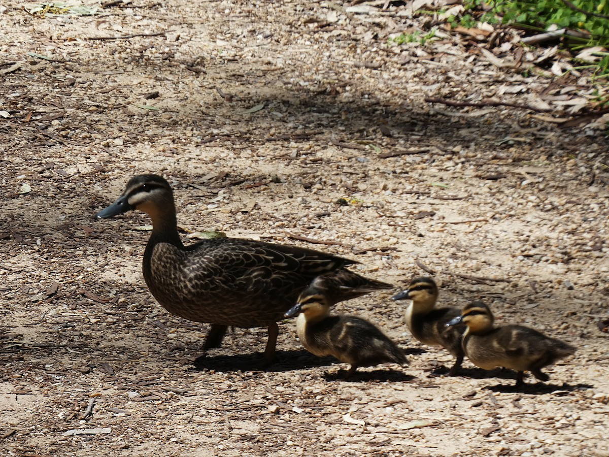 Pacific Black Duck - ML643335382