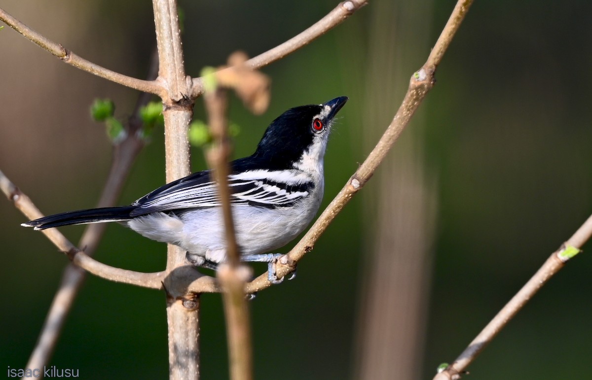 Black-backed Puffback - ML643335383