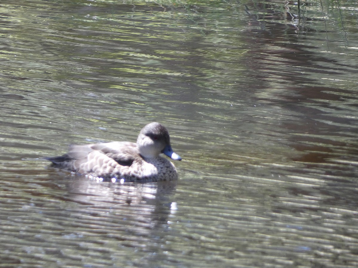 Gray Teal - ML643335384