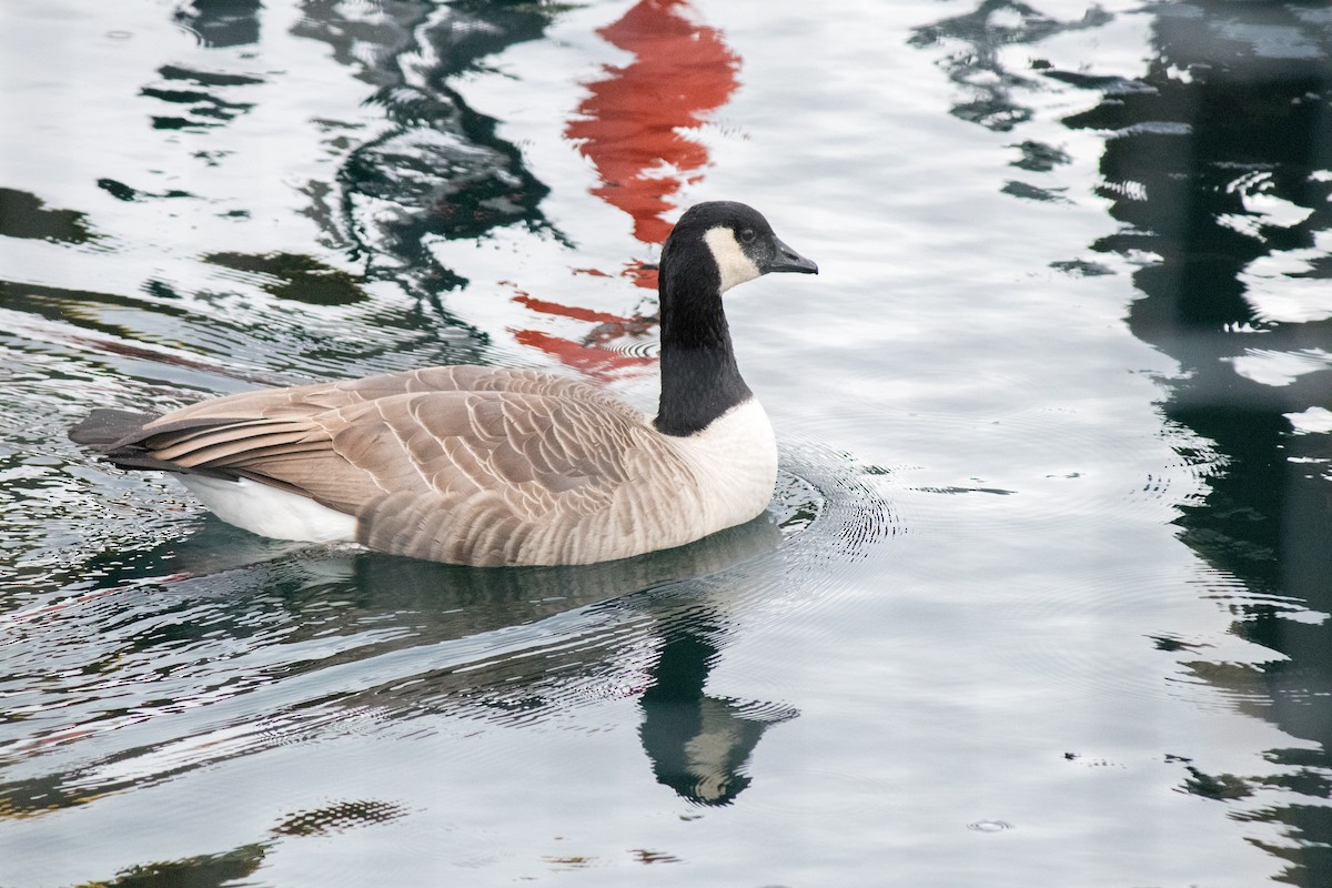 Canada Goose - ML643335385