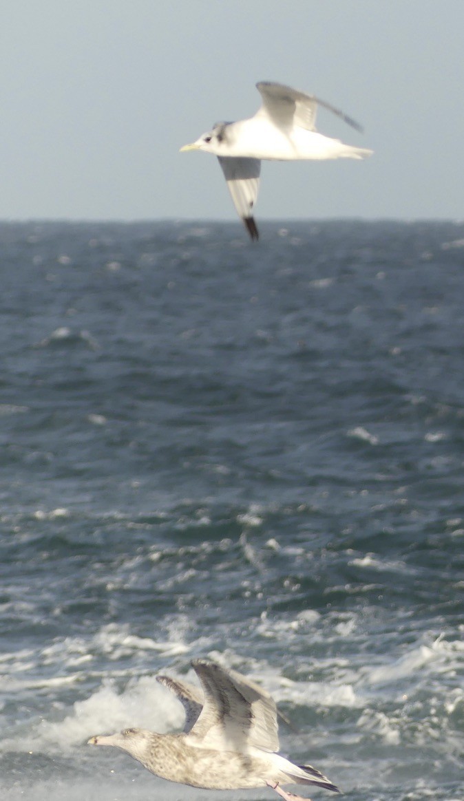 Black-legged Kittiwake - ML643335386