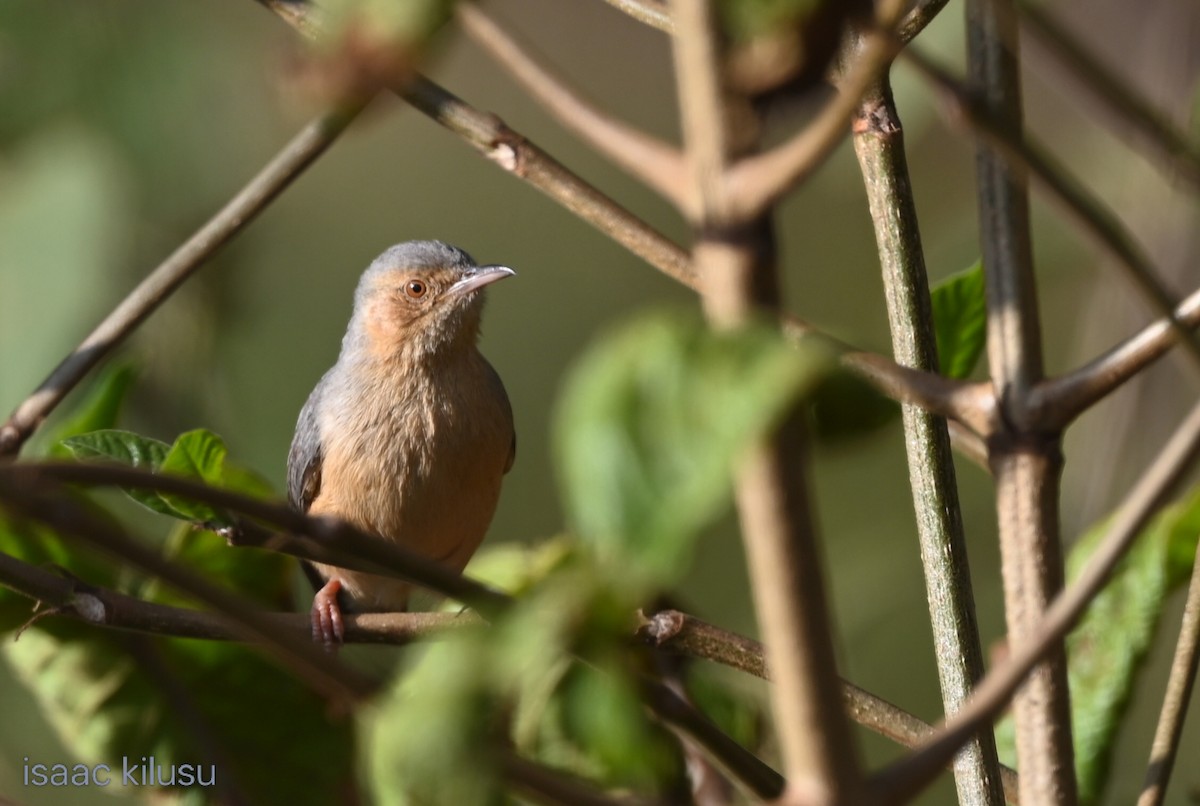 Red-faced Crombec - ML643335387