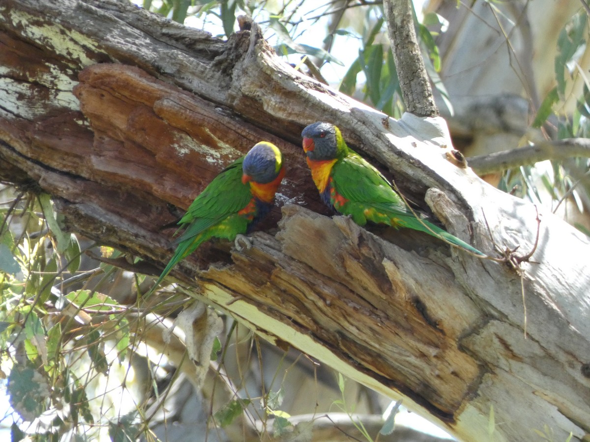 Rainbow Lorikeet - ML643335388