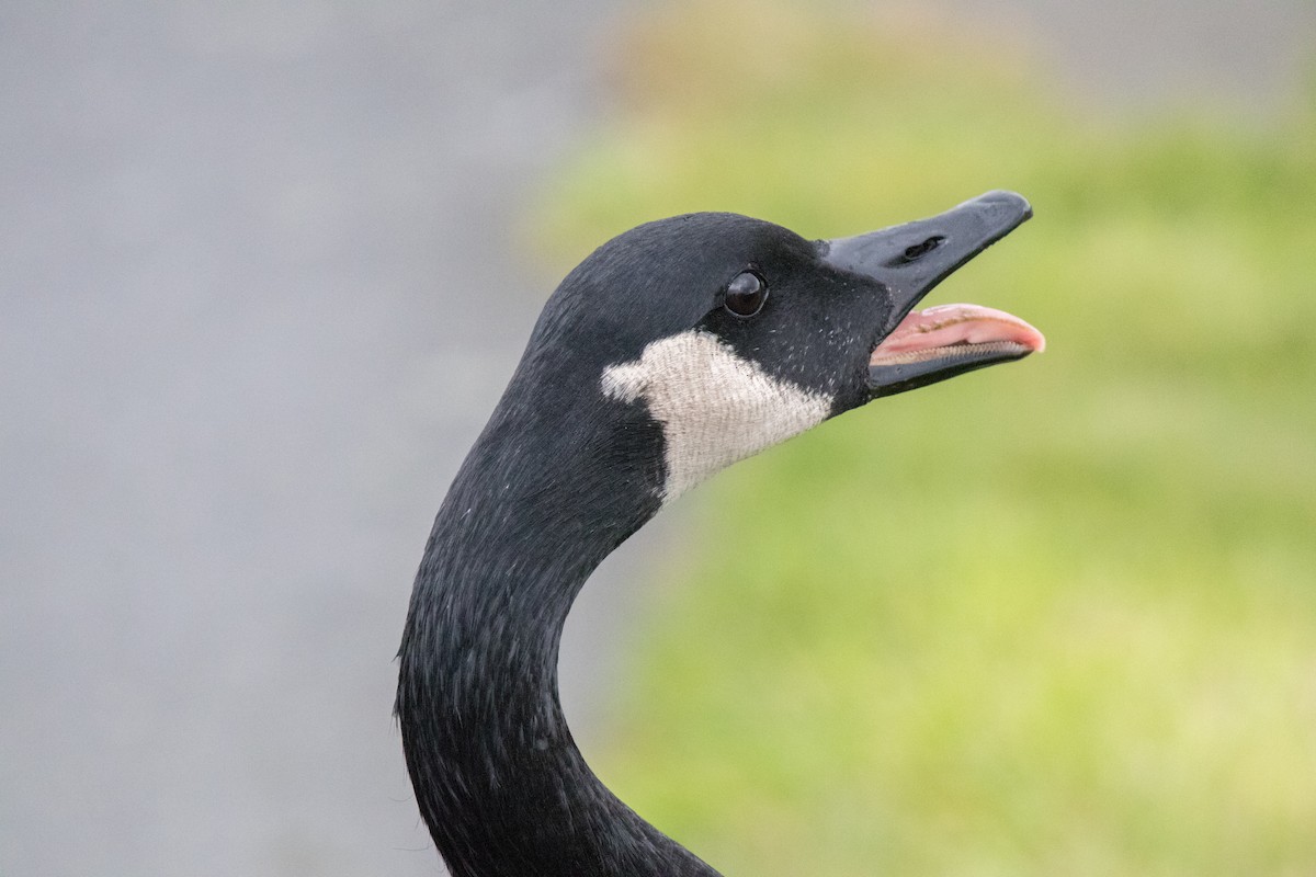 Canada Goose - ML643335389