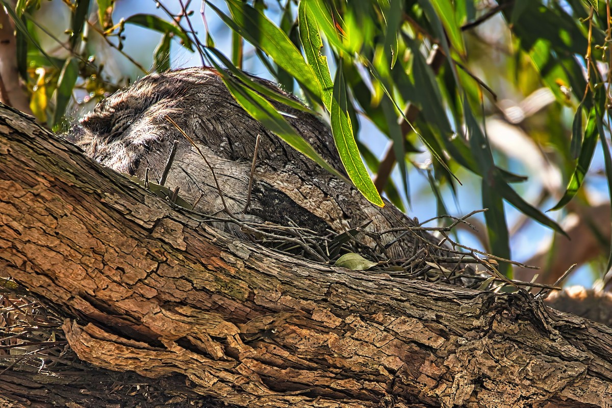 Tawny Frogmouth - ML643335390