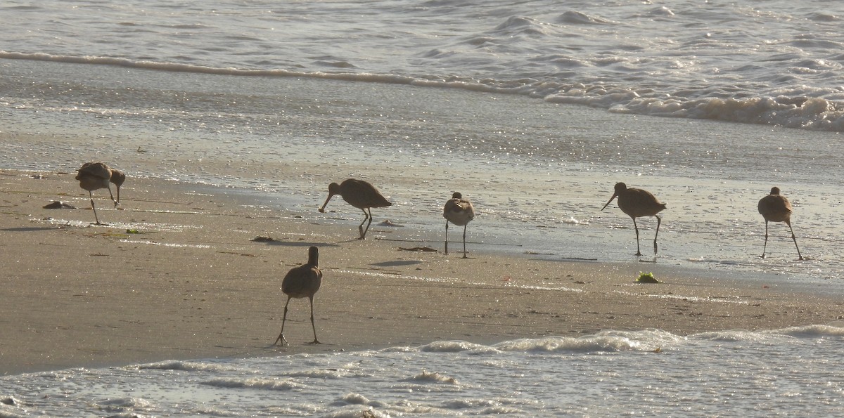 Marbled Godwit - ML643335391