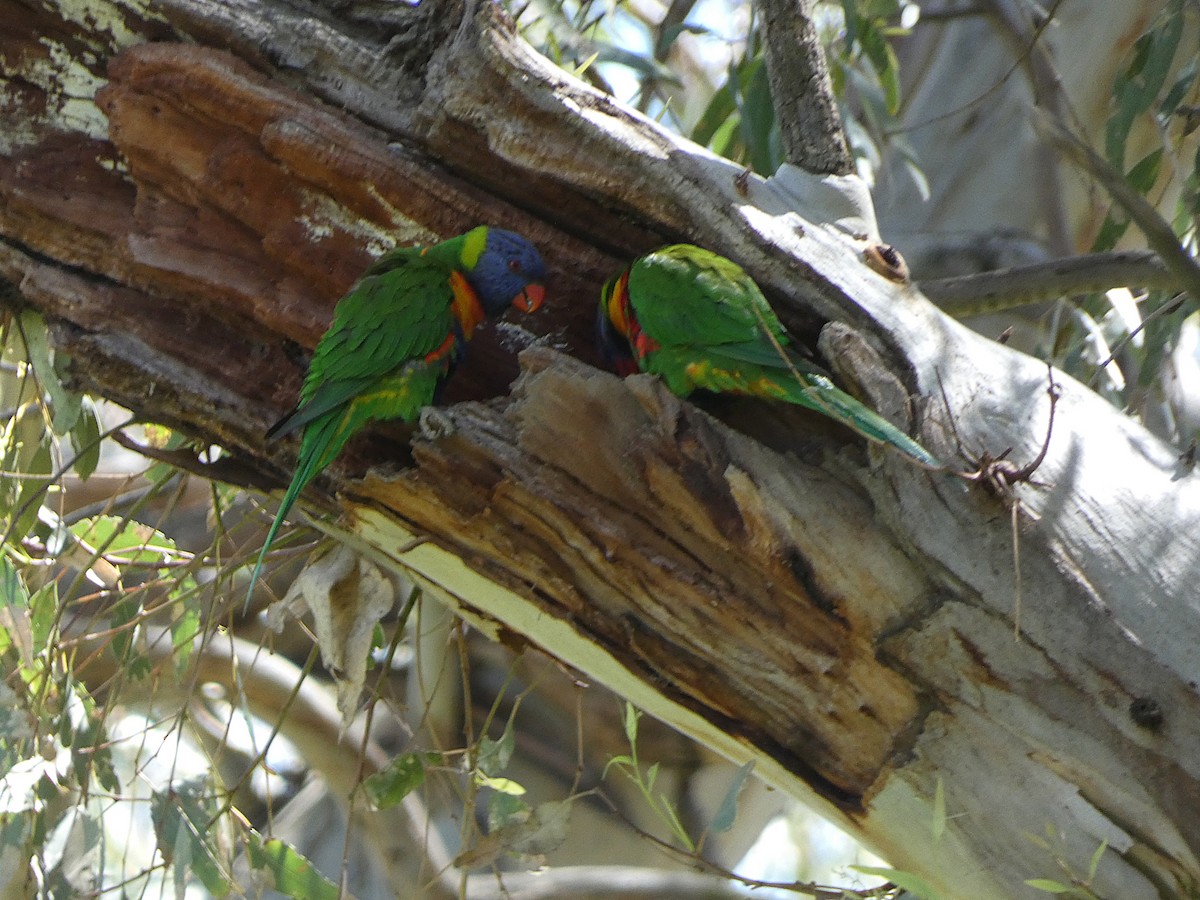 Rainbow Lorikeet - ML643335392