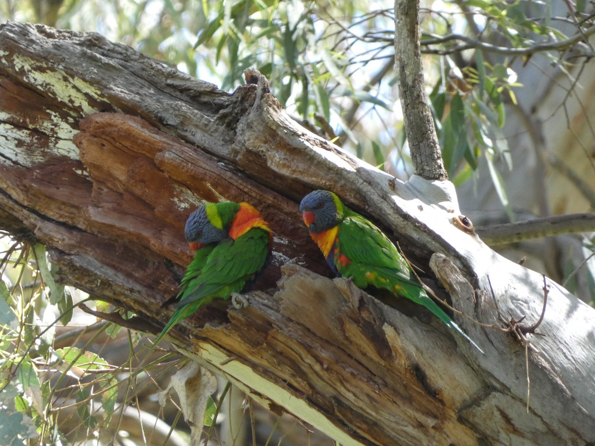 Rainbow Lorikeet - ML643335393