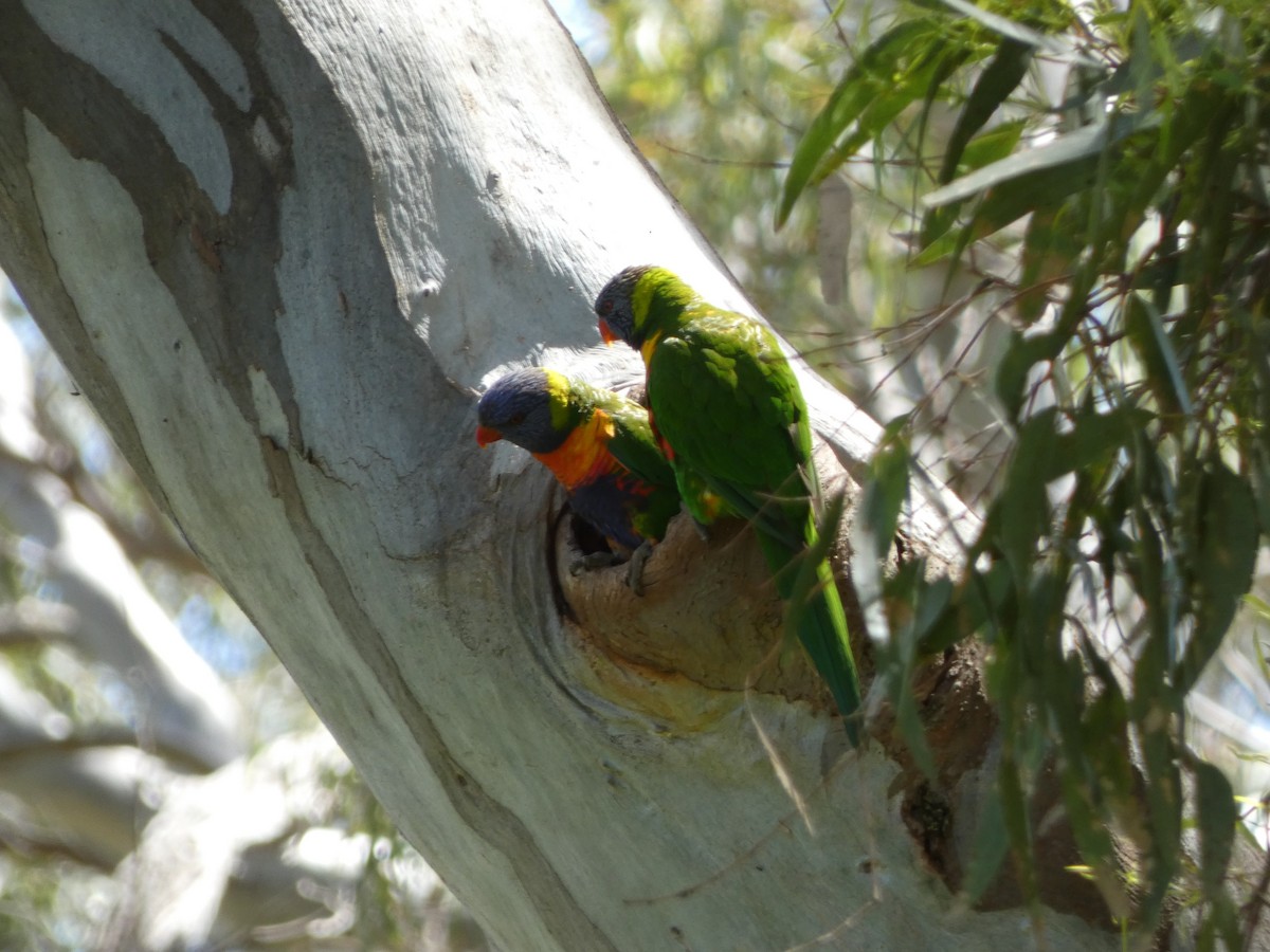 Rainbow Lorikeet - ML643335394
