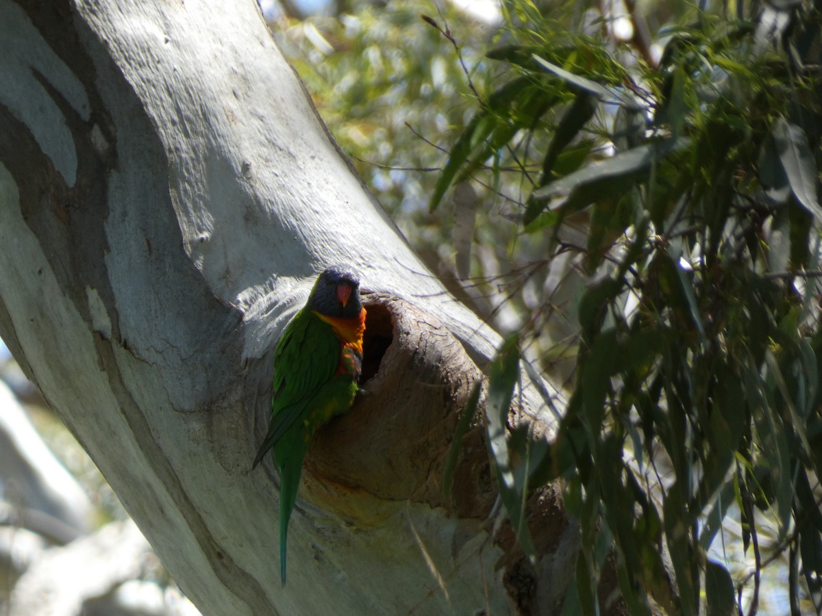 Rainbow Lorikeet - ML643335395