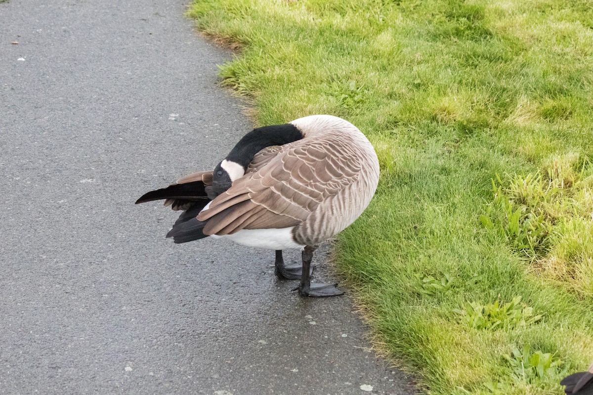 Canada Goose - ML643335396