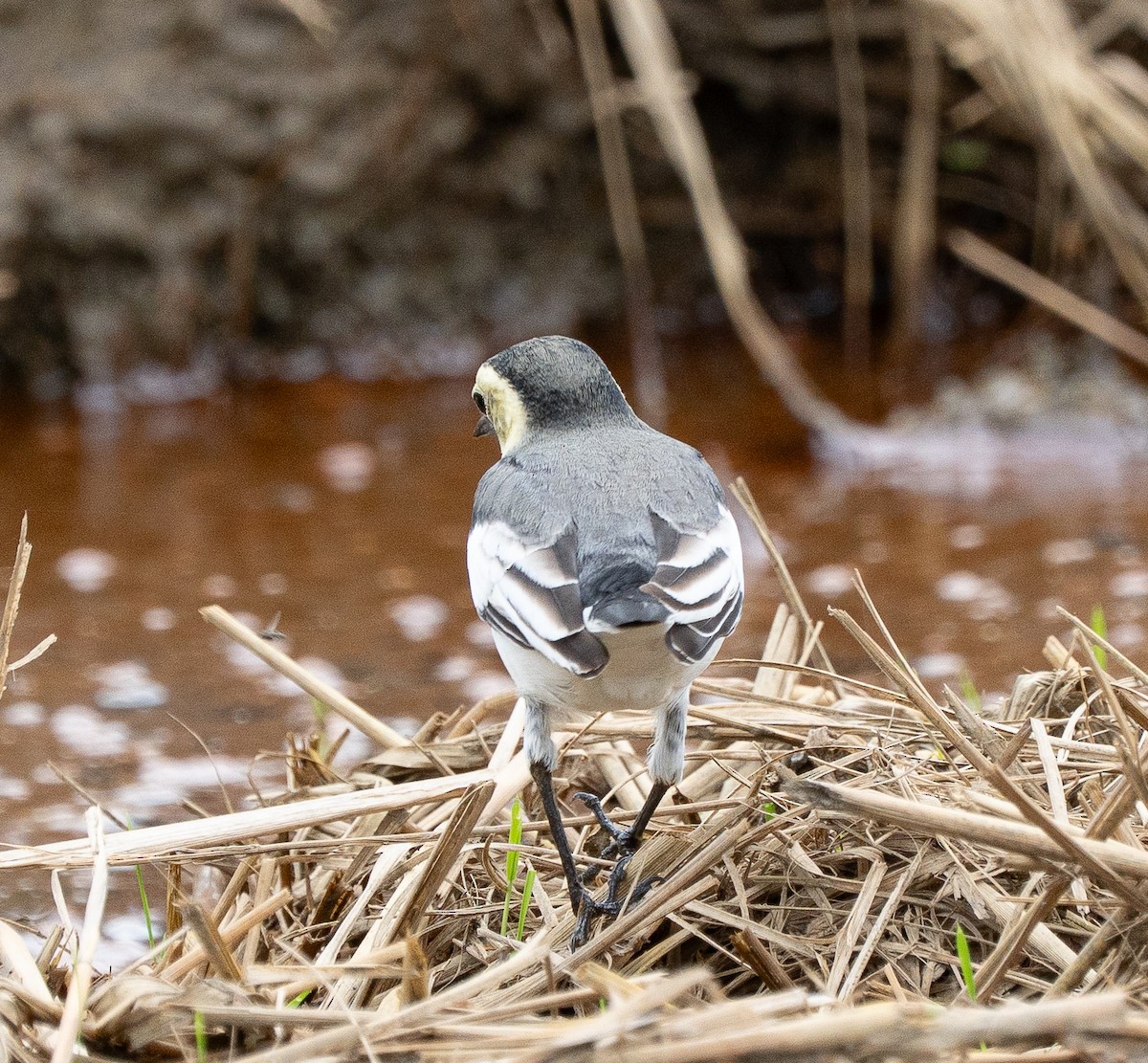 White Wagtail - ML643335398