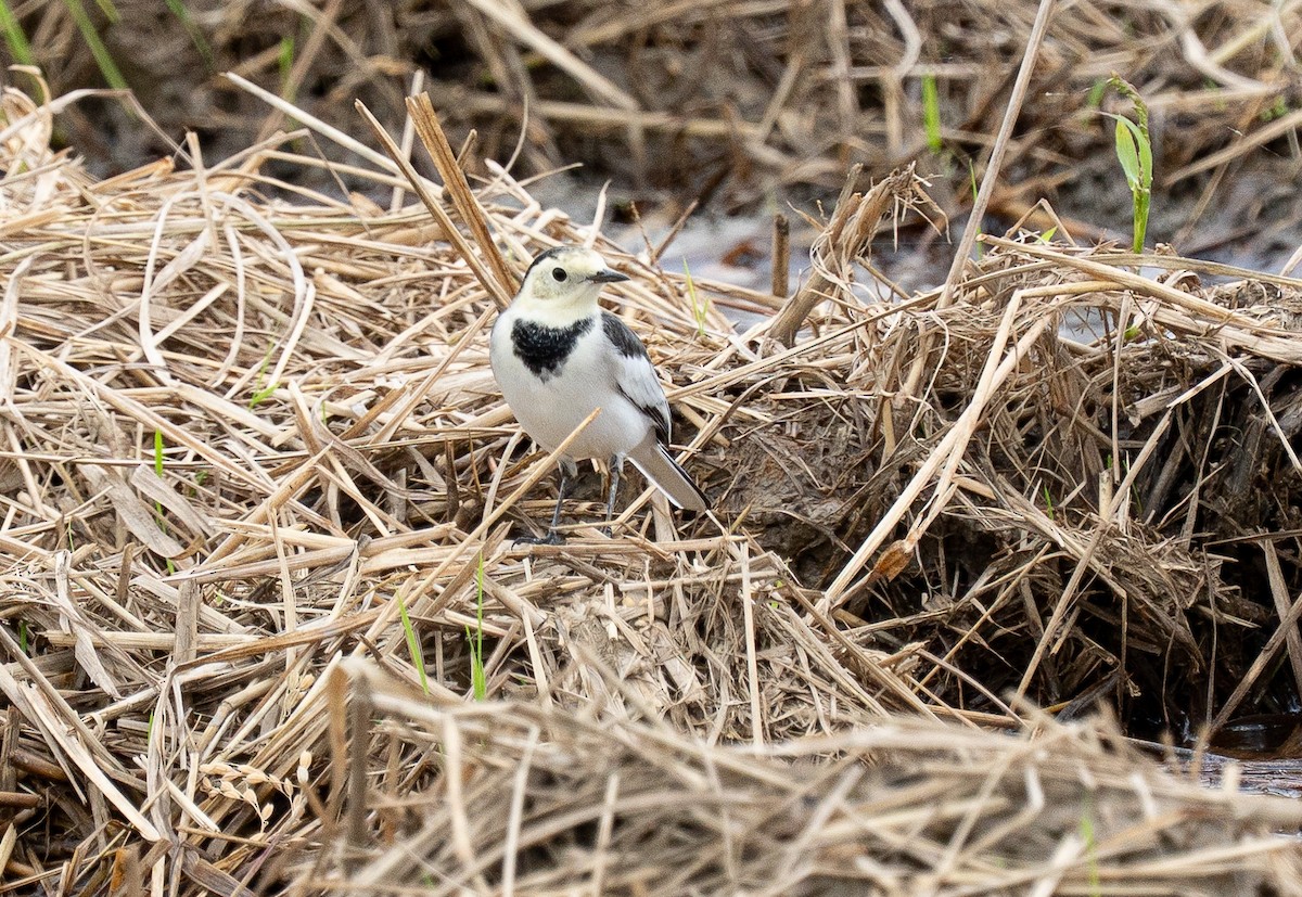 White Wagtail - ML643335399