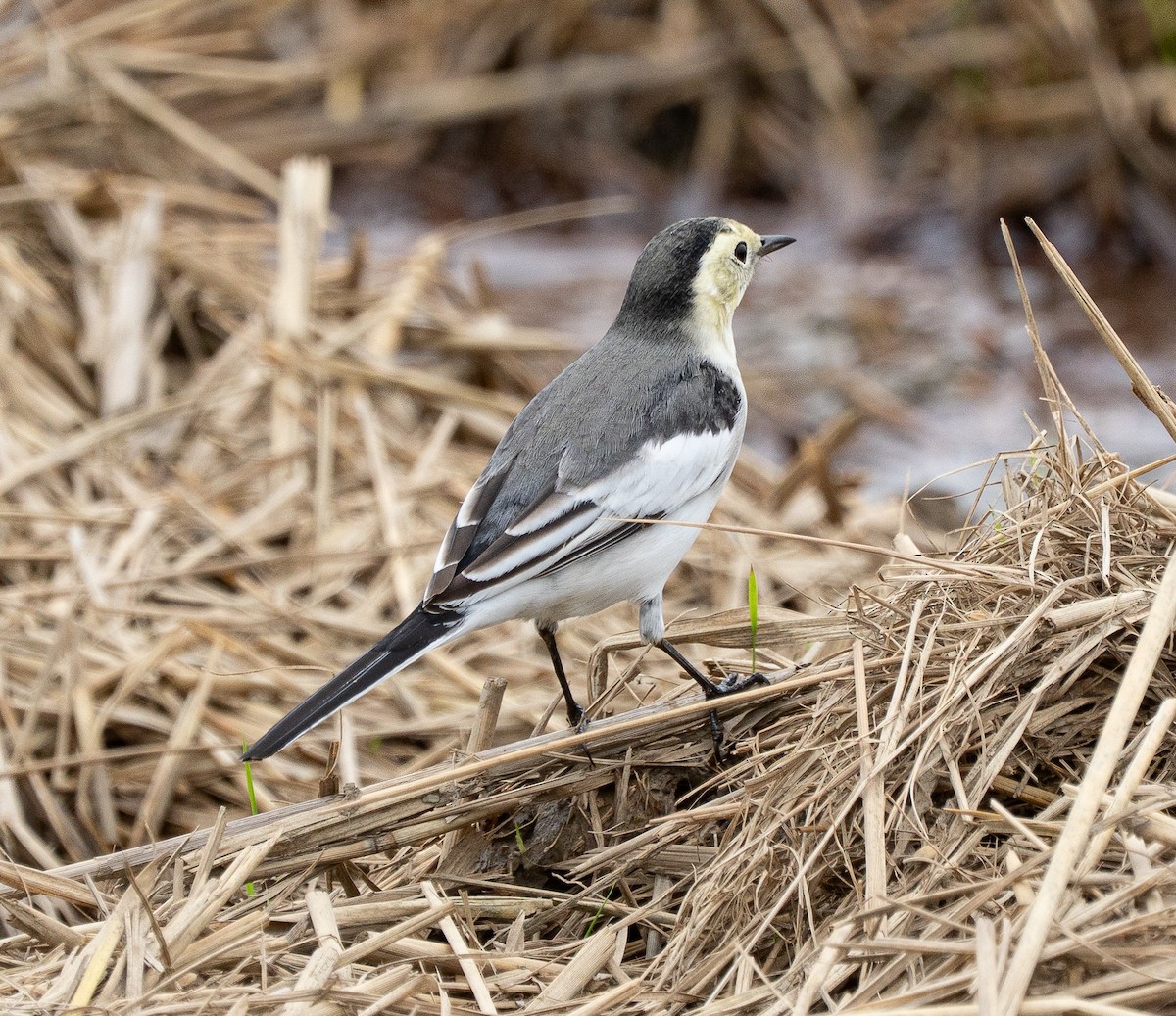 White Wagtail - ML643335400