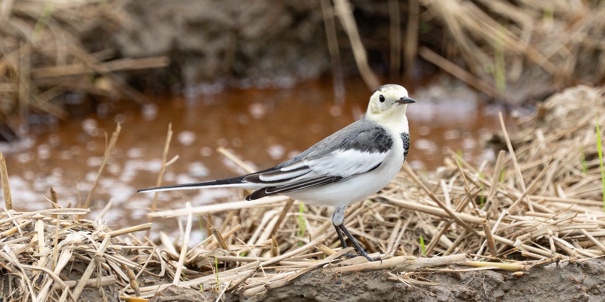 White Wagtail - ML643335401