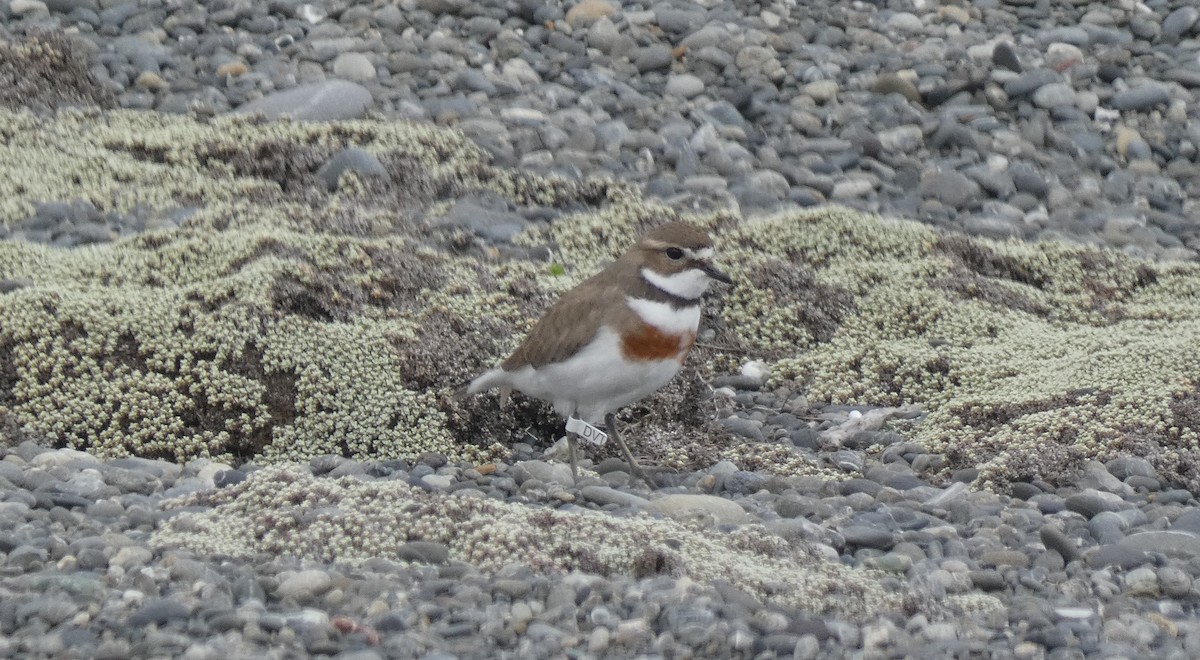Double-banded Plover - ML643335402