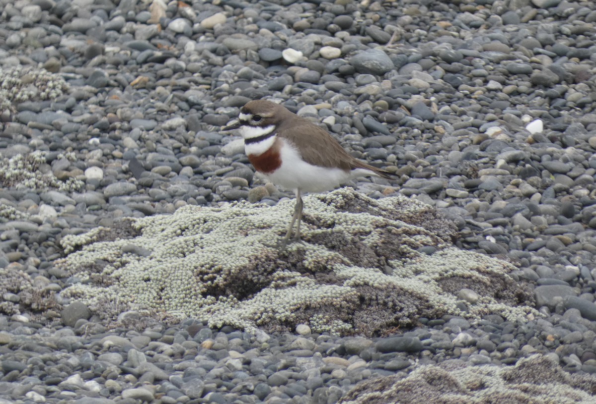 Double-banded Plover - ML643335403