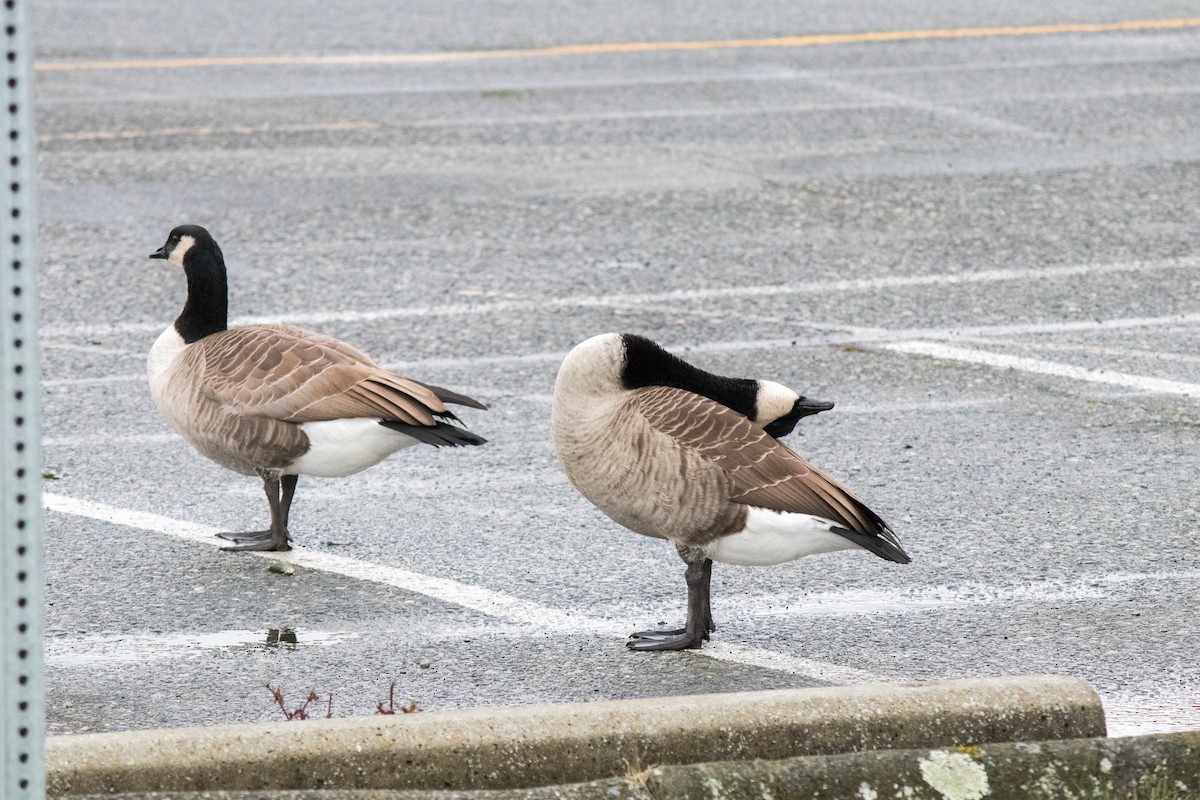 Canada Goose - ML643335404