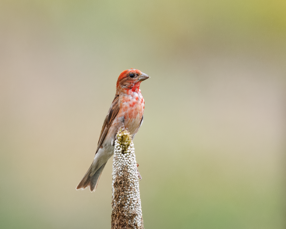 Common Rosefinch - ML643335405