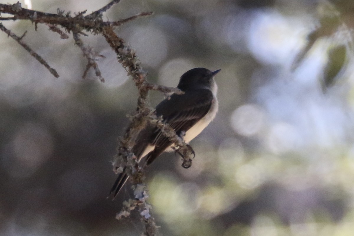 Eastern Phoebe - ML643335406