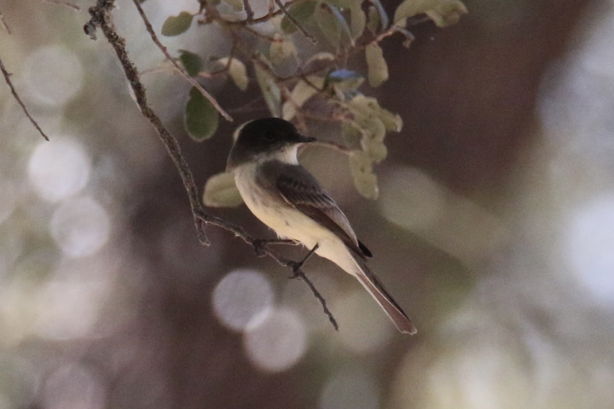 Eastern Phoebe - ML643335407
