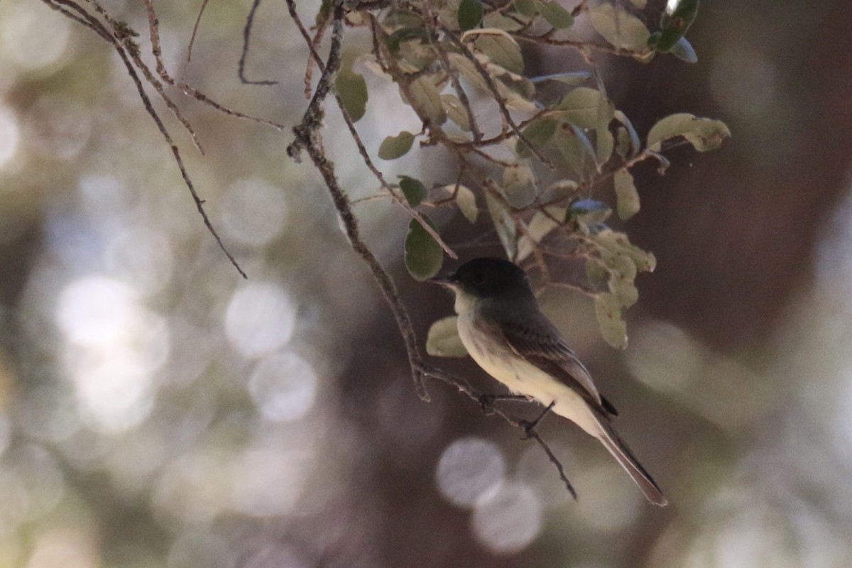 Eastern Phoebe - ML643335408