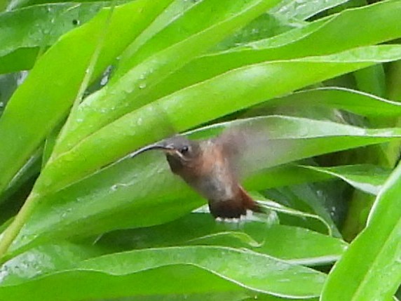 Rufous-breasted Hermit - ML643335412
