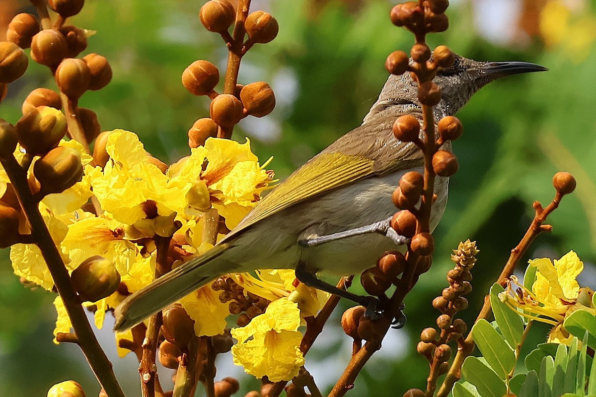 Rufous-banded Honeyeater - ML643335440
