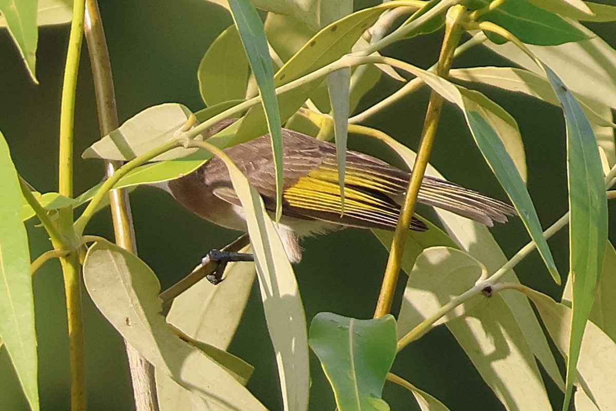 Rufous-banded Honeyeater - ML643335443