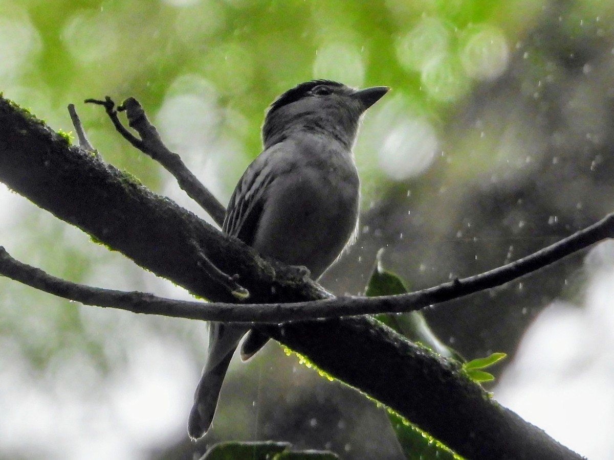 Black-capped Becard - ML643335444
