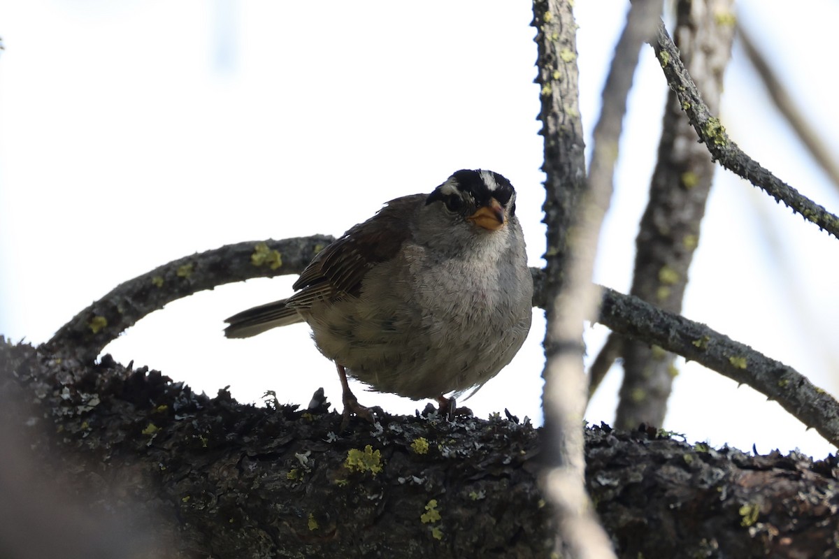 White-crowned Sparrow - ML643335445