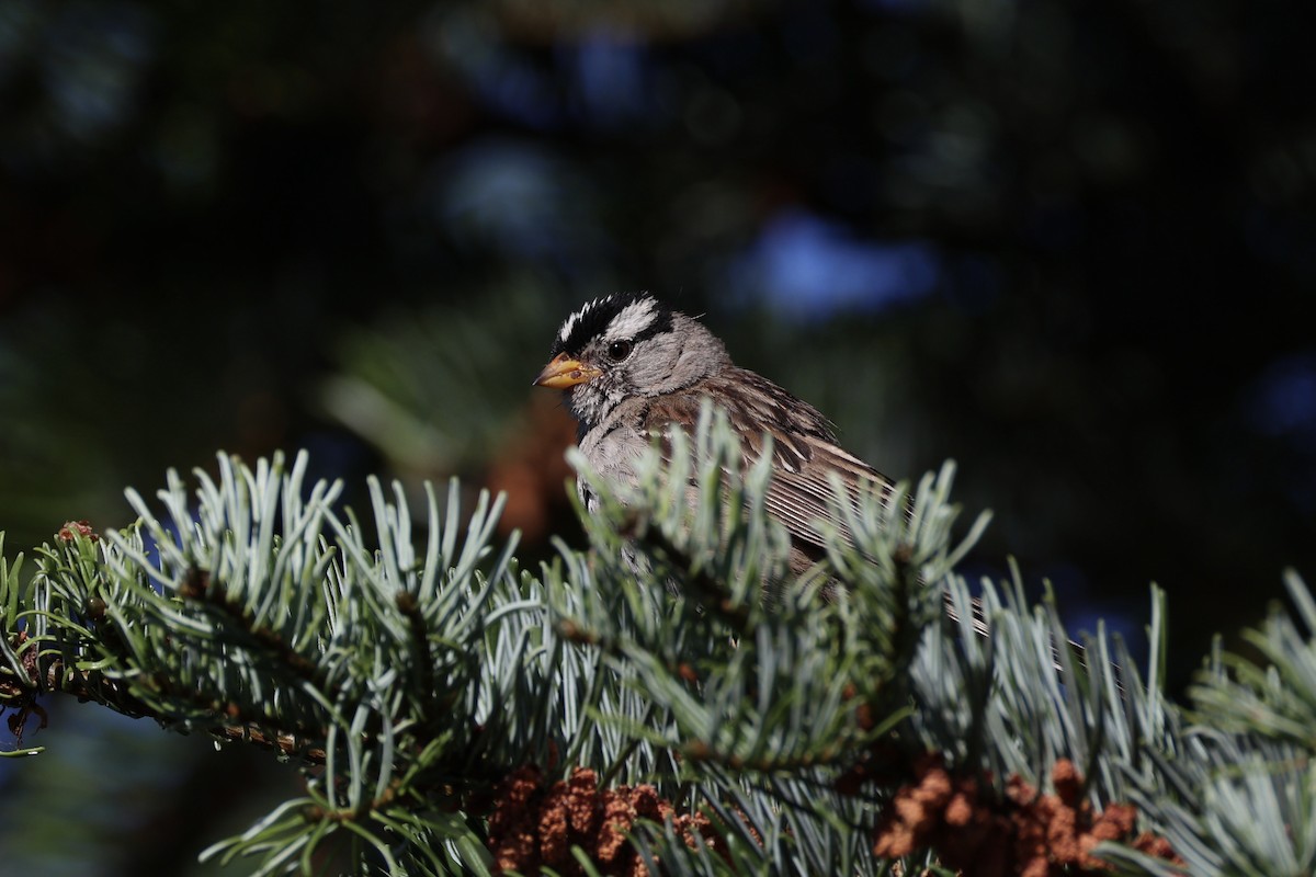 White-crowned Sparrow - ML643335446