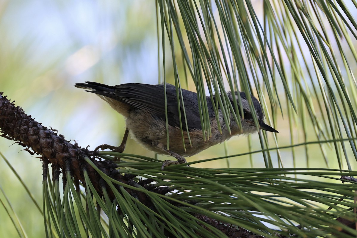 Red-breasted Nuthatch - ML643335457