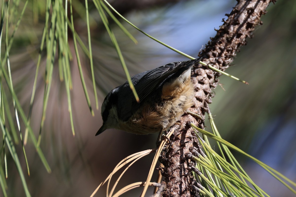 Red-breasted Nuthatch - ML643335458