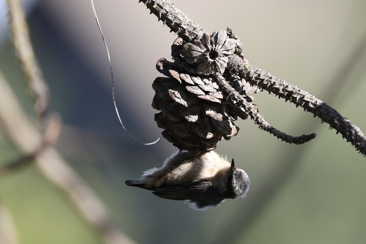 Red-breasted Nuthatch - ML643335459
